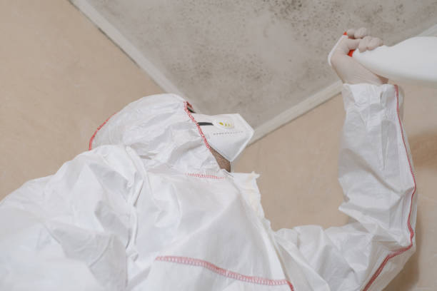 Best Attic Mold Remediation in Hypoluxo, FL