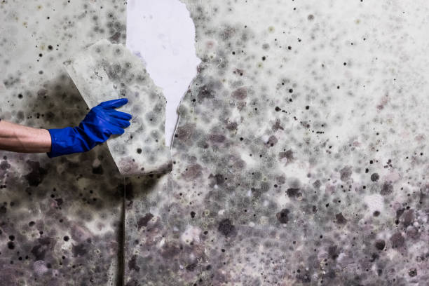 Best Mold Remediation for Specific Building Types in Hypoluxo, FL