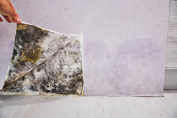 Best Mold Remediation for Specific Building Types in Hypoluxo, FL